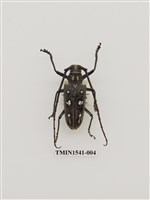 藏品(無花果天牛)的圖片